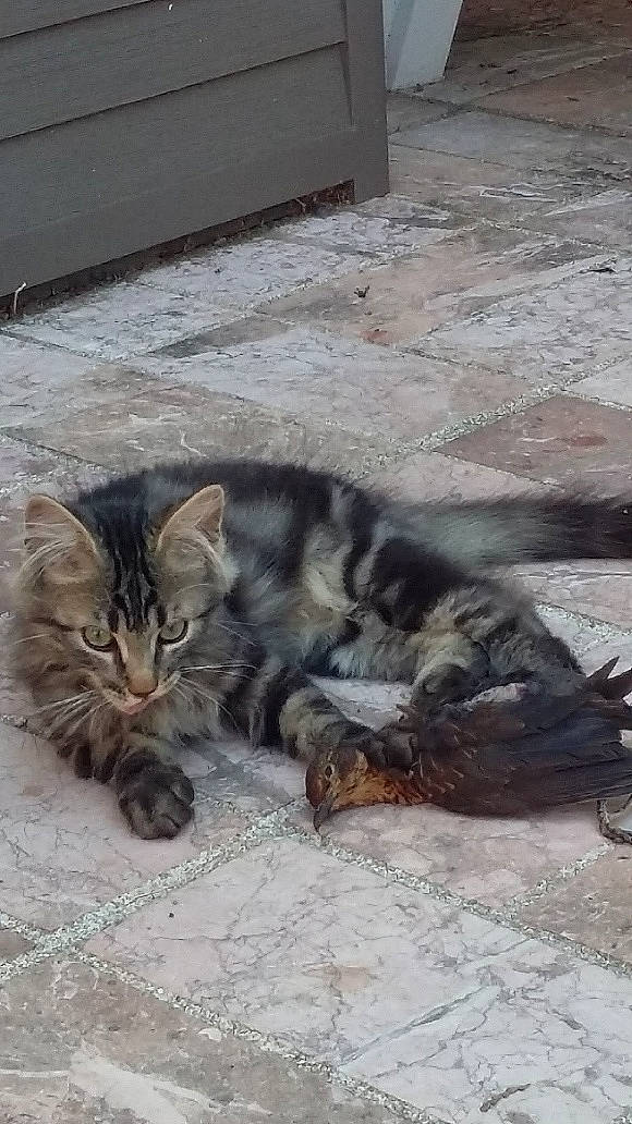 Oziris a rejoint le concours — aidez-le/la à gagner de superbes lots ! carnivore, cat, claw, domestic_short_haired_cat, felidae, floor, flooring, fur, grey, paw, small_to_medium_sized_cats, snout, tabby_cat, tail, terrestrial_animal, tile, vertebrate, whiskers