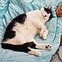 Handsome joined the competition — help win amazing prizes! cat, sleeping, black_and_white, fur, paws, blanket, soft, cozy, indoor, pet, resting, cute, animal, mammal, teddy_bear, plush, bed, comfort, relaxation, nap