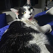 Handsome joined the competition — help win amazing prizes! cat, black_and_white, indoor, pet, feline, lying_down, blanket, bedroom, fur, green_eyes, whiskers, cute, animal, domestic_cat, resting, close_up, portrait, cozy, comfortable, meowing