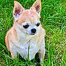 alert, animal, canine, chihuahua, companion, cute, dog, ears, fur, grass, green, mammal, nature, outdoor, paw, pet, portrait, sitting, small_dog, young