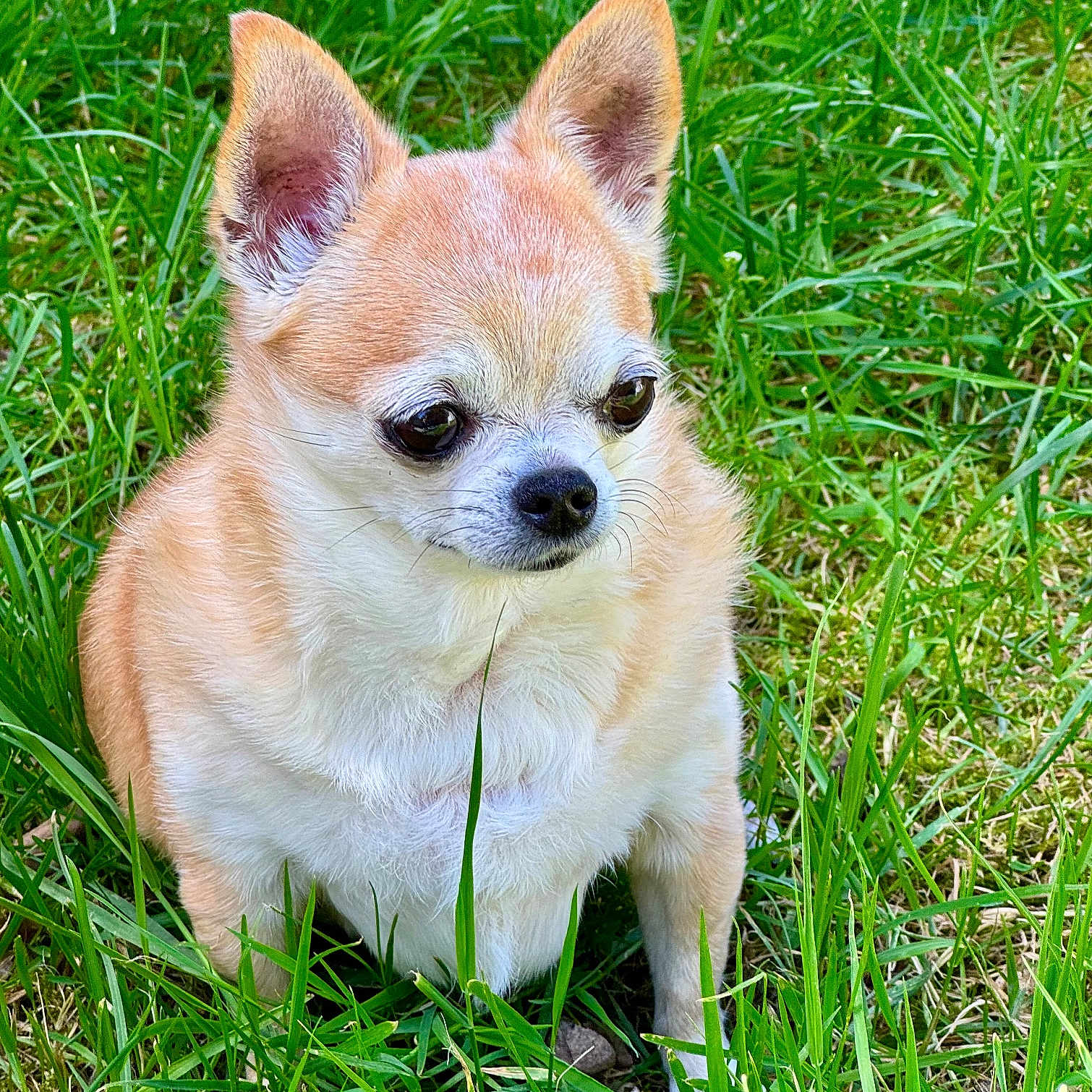 Nala a rejoint le concours — aidez-le/la à gagner de superbes lots ! alert, animal, canine, chihuahua, companion, cute, dog, ears, fur, grass, green, mammal, nature, outdoor, paw, pet, portrait, sitting, small_dog, young