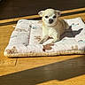 chihuahua, dog, pet, mat, sunlight, shadow, wooden_floor, indoor, animal, small_dog, laying_down, cozy, cute, resting, fur, ears, face, eyes, quiet, comfortable