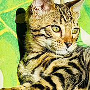 Bandit a rejoint le concours — aidez-le/la à gagner de superbes lots ! cat, tabby, animal, pet, feline, fur, striped, lying_down, closeup, whiskers, ears, eyes, domestic_cat, relaxing, sunlight, patterned_fabric, texture, portrait, nature, cute