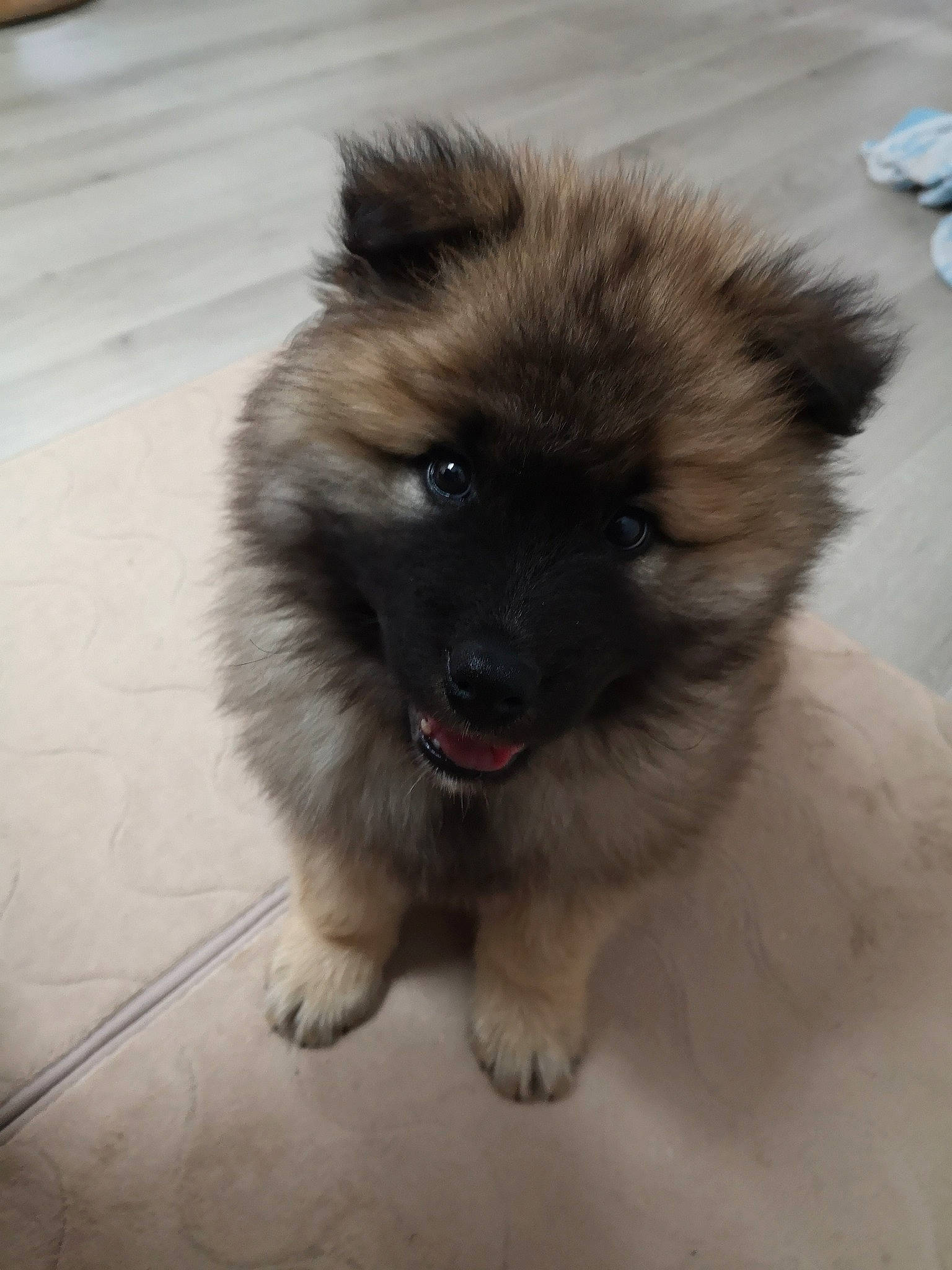 Newt a rejoint le concours — aidez-le/la à gagner de superbes lots ! canidae, carnivore, companion_dog, dog, dog_breed, eurasier, fawn, german_spitz, german_spitz_klein, german_spitz_mittel, keeshond, mammal, non_sporting_group, pomeranian, puppy, rare_breed_dog, spitz, vertebrate