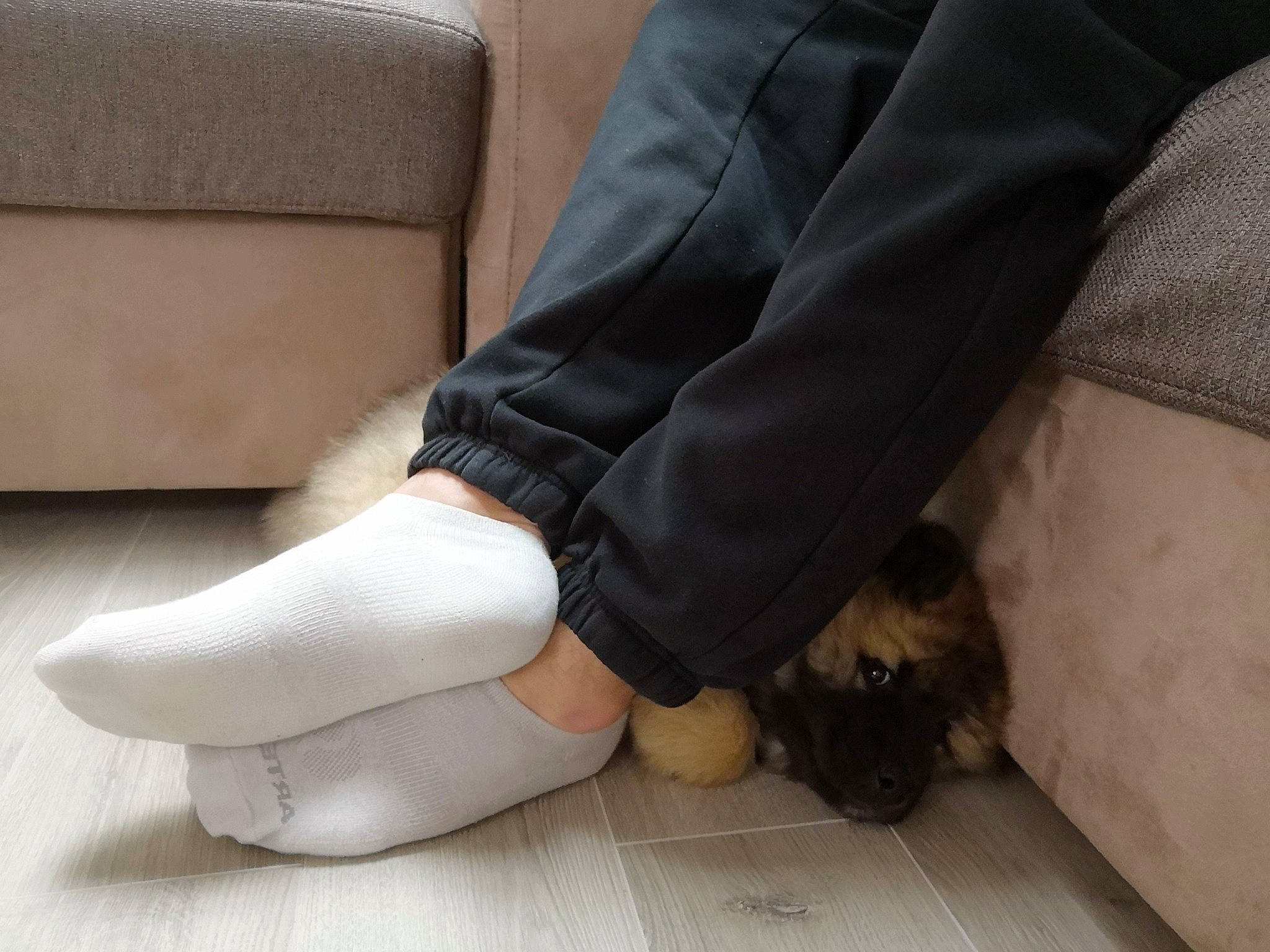 Newt a rejoint le concours — aidez-le/la à gagner de superbes lots ! ankle, calf, comfort, companion_dog, floor, flooring, foot, footwear, fur, human_leg, joint, knee, leg, paw, shoe, sole, thigh