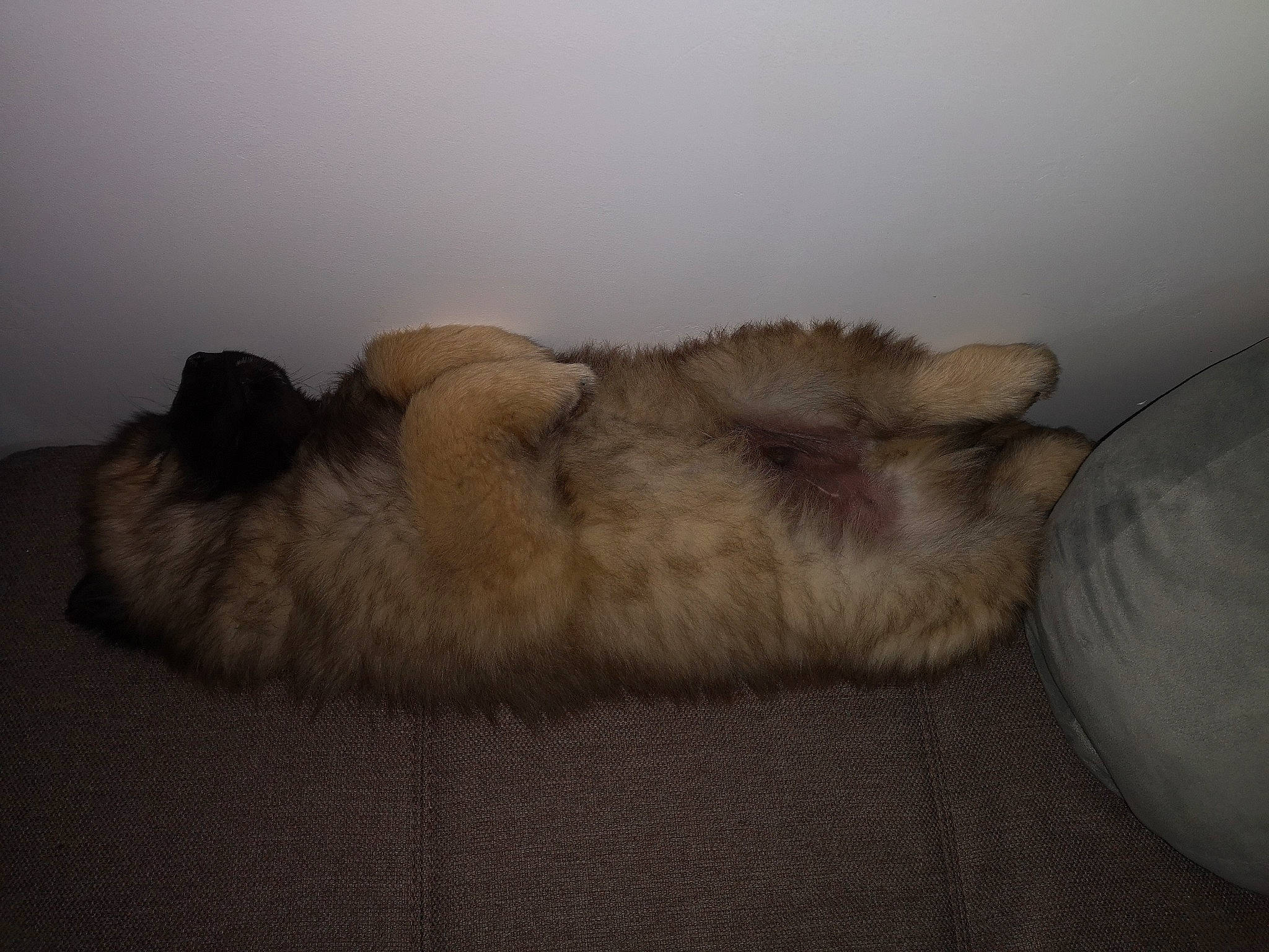 Newt a rejoint le concours — aidez-le/la à gagner de superbes lots ! canidae, carnivore, dog, dog_breed, fawn, fur, lhasa_apso, nap, paw, shih_tzu, tail