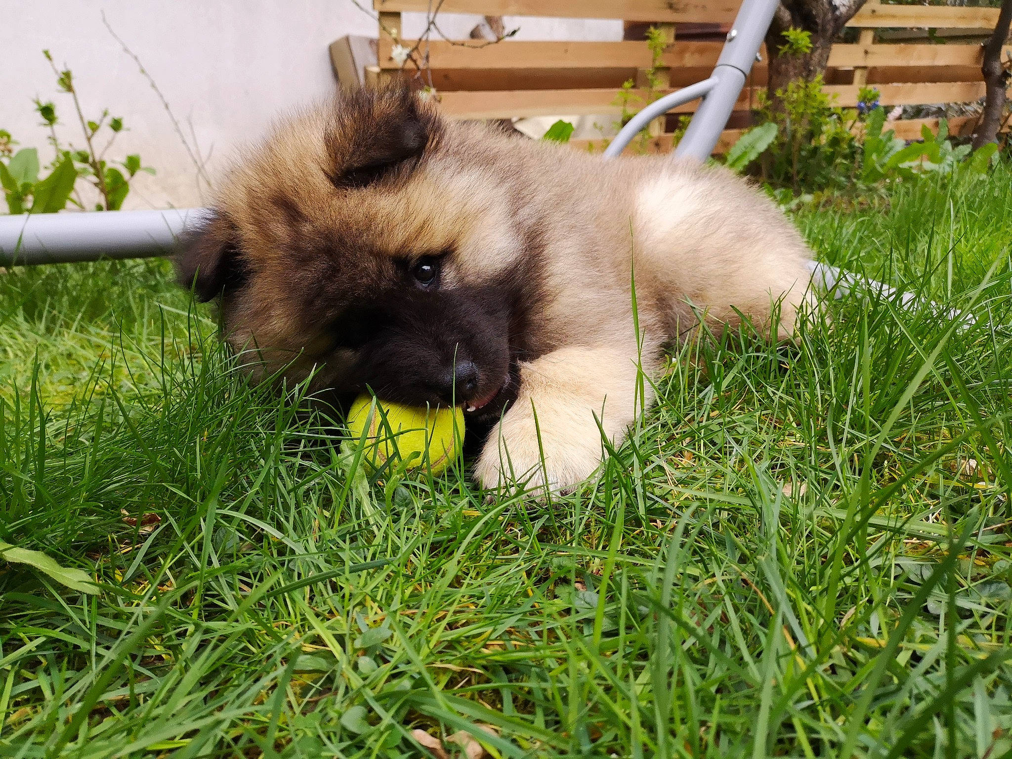 Newt a rejoint le concours — aidez-le/la à gagner de superbes lots ! canidae, carnivore, chow_chow, companion_dog, dog, dog_breed, eurasier, fawn, grass, keeshond, mammal, non_sporting_group, plant, puppy, sporting_group, vertebrate