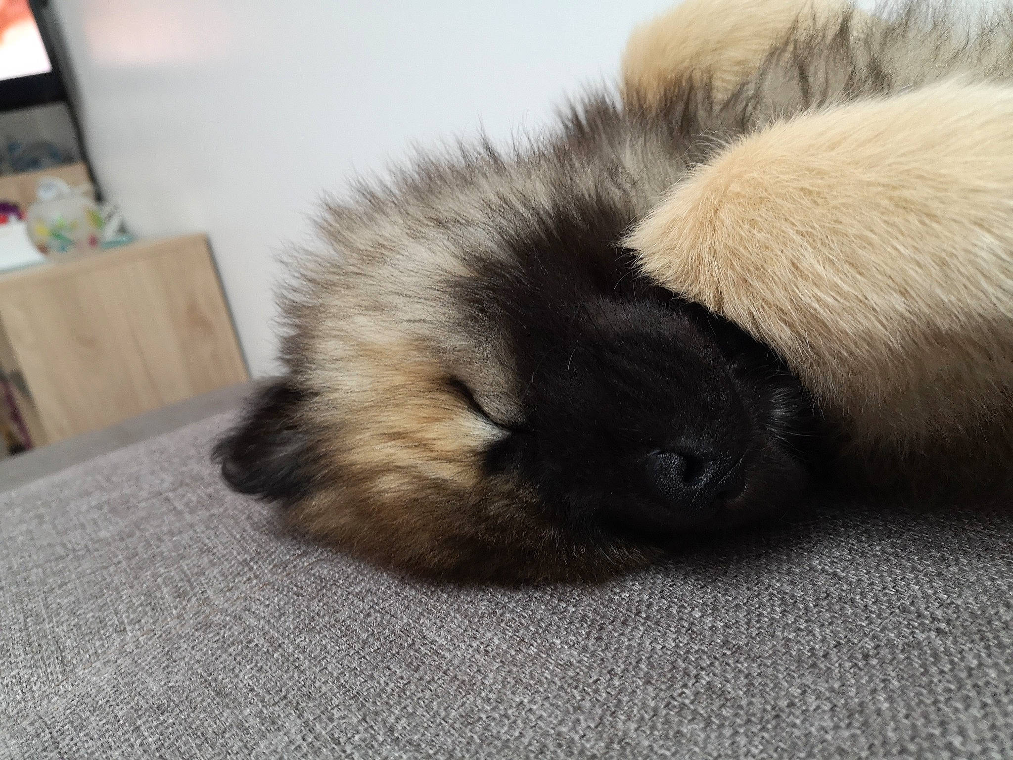 Newt a rejoint le concours — aidez-le/la à gagner de superbes lots ! canidae, carnivore, companion_dog, dog, dog_breed, eurasier, fawn, floor, flooring, fur, keeshond, non_sporting_group, paw, puppy, spitz, tail