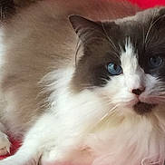 L-Roy is registered to the contest to win money with this photo: animal, blue_eyes, cat, close_up, cute, domestic_cat, feline, fluffy, gray_fur, indoor, long_fur, lying_down, paw, pet, portrait, red_background, relaxed, resting, whiskers, white_fur