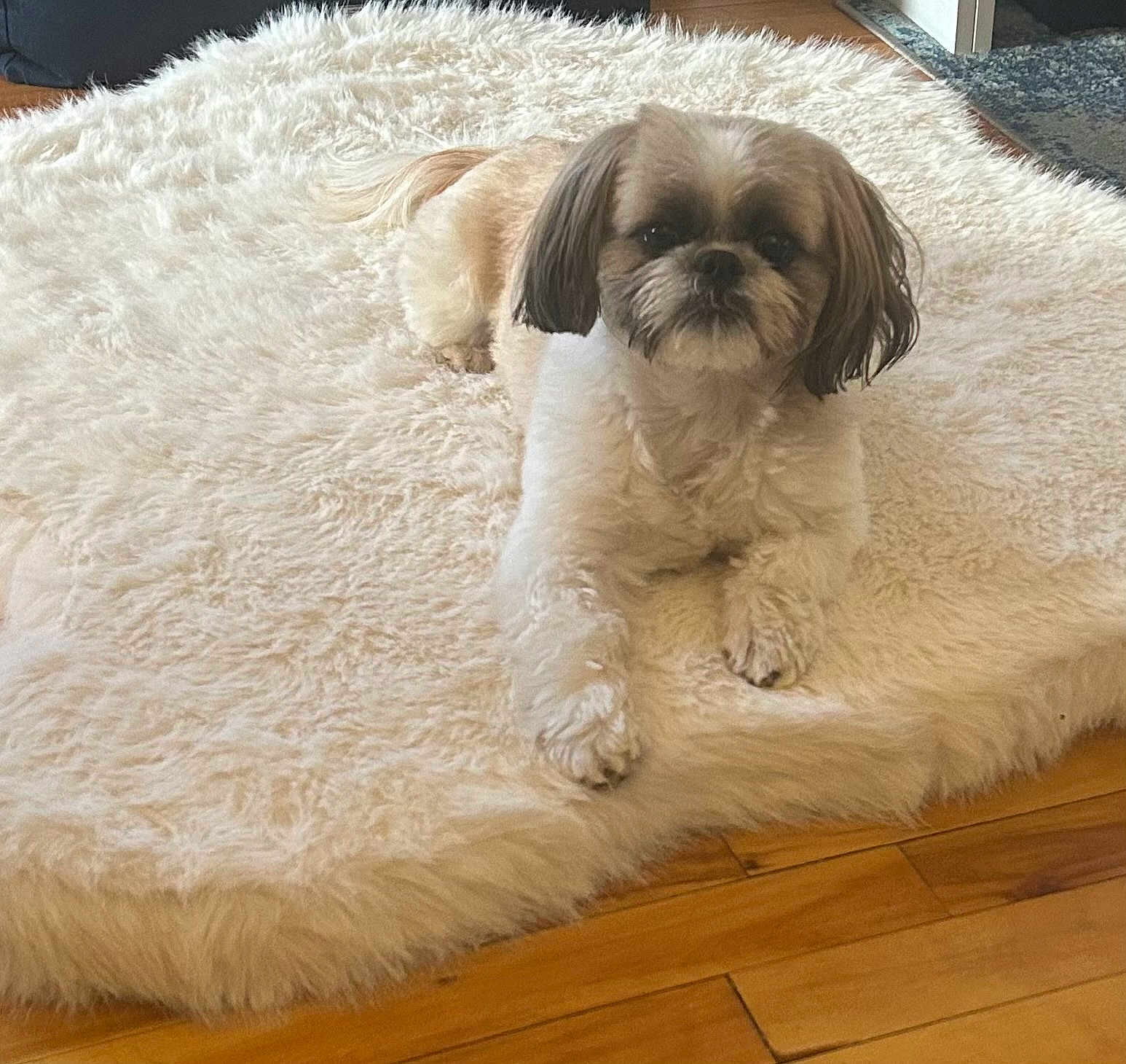 Romeo is registered to the contest to win money with this photo: dog, fluffy, white_rug, wooden_floor, indoor, pet, shaggy, cute, fur, laying_down, small_dog, cozy, animal, companion, relaxed, home, domestic, cute_pet, face, paws