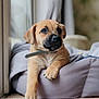 Toffee joined the competition — help win amazing prizes! adorable, animal, bed, canine, collar, companion, cozy, cute, dog, domestic, furry, home, indoor, paw, pet, puppy, relaxed, sleepy, window, young