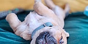 Toffee is registered to the contest to win money with this photo: adorable, closeup, collar, comfort, couch, cozy, dog, domestic_animal, fur, indoor, nose, paw, pet, puppy, relaxed, resting, sleeping, teal_couch, tongue_out, yellow_cushion