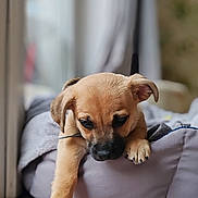 Toffee joined the competition — help win amazing prizes! animal, bed, blanket, carpet, cozy, cute, dog, ears, fur, home, indoor, nose, paw, pet, portrait, puppy, relaxed, resting, sleepy, young