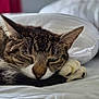 animal, bed, cat, closeup, cozy, cute, domestic, ears, fur, indoor, nose, paw, pet, pillow, relaxing, resting, sleeping, soft, tabby, whiskers