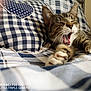 animal, bed, blue, cat, checkered_pattern, closeup, cozy, feline, fur, indoor, pet, pillow, relaxed, resting, sleepy, stretching, tabby_cat, whiskers, white, yawning