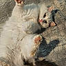 animal, blanket, cat, cute, feline, fluffy, indoor, lying_down, paw, pet, pink_paw_pads, playful, relaxed, resting, shadow, soft, sunlight, tail, texture, white_cat