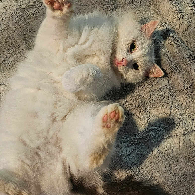 Princess Fluffy