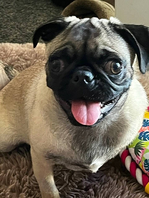 Daisy joined the competition — help win amazing prizes! canidae, carnivore, companion_dog, dog, dog_breed, dog_collar, ear, fawn, fur, grass, non_sporting_group, pug, puppy, snout, sporting_group, terrestrial_animal, toy_dog, whiskers, working_animal, wrinkle