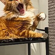 Honey joined the competition — help win amazing prizes! animal, cat, claws, closeup, cute, feline, fluffy, fur, indoor, mouth_open, orange_tabby, paw, pet, playful, portrait, resting, scratching_post, shelf, whiskers, yawning