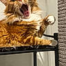 animal, cat, claws, closeup, cute, feline, fluffy, fur, indoor, mouth_open, orange_tabby, paw, pet, playful, portrait, resting, scratching_post, shelf, whiskers, yawning