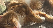 Honey joined the competition — help win amazing prizes! animal, carpet, cat, closeup, cozy, cute, domestic, feline, fluffy, fur, indoor, laying_down, orange_tabby, paw, pet, relaxing, resting, sunlight, warm_light, whiskers