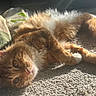 Honey joined the competition — help win amazing prizes! cat, orange_tabby, fluffy, carpet, sunlight, relaxing, pet, indoor, feline, whiskers, paw, fur, closeup, laying_down, cozy, cute, animal, domestic, resting, warm_light