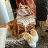 Honey is registered to the contest to win money with this photo: carpeted_surface, cat, cat_tree, closeup, cozy, curious, ears, feline, fur_texture, ginger_cat, home, indoor, knitted_blanket, orange_fur, paw, pet, relaxed, scratching_post, whiskers, white_paws