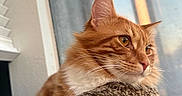 Honey joined the competition — help win amazing prizes! cat, ginger_cat, pet, indoor, window, looking_away, feline, whiskers, close_up, soft_light, cozy, carpeted_perch, relaxed, ears, fur, orange, domestic_animal, portrait, daylight, house