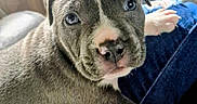 Psycho is registered to the contest to win money with this photo: puppy, dog, close_up, gray, white, cute, pet, animal, face, fur, resting, indoors, soft_surface, young, adorable, looking, eyes, nose, paw, cozy