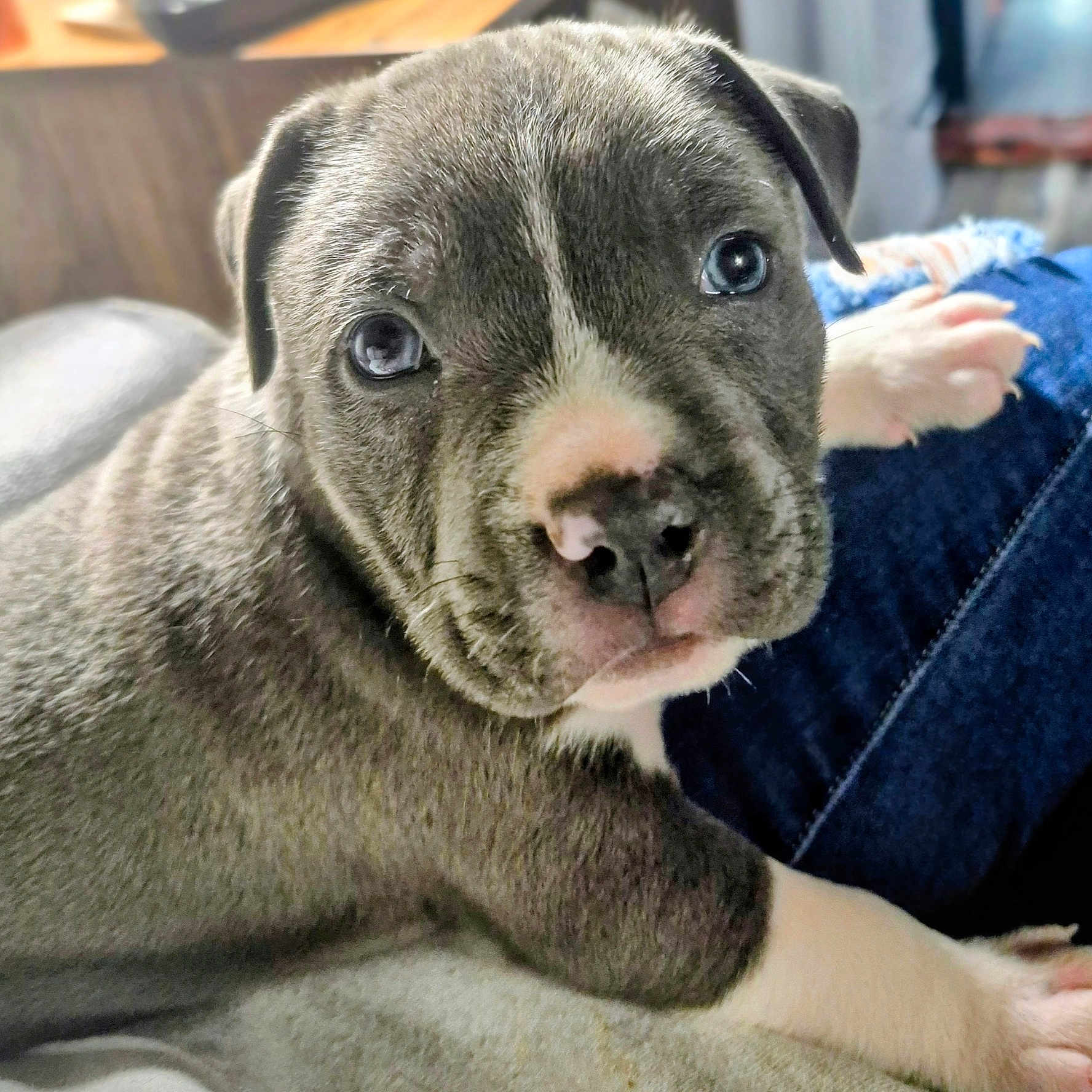 Psycho is registered to the contest to win money with this photo: puppy, dog, close_up, gray, white, cute, pet, animal, face, fur, resting, indoors, soft_surface, young, adorable, looking, eyes, nose, paw, cozy
