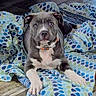 Psycho is registered to the contest to win money with this photo: puppy, dog, gray_dog, white_paws, blanket, patterned_blanket, wooden_floor, indoor, pet, cute, young_dog, collar, looking_at_camera, resting, animal, flooring, furniture, striped_chair, domestic, companionship