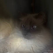 Paillette participe au concours pour gagner de l'argent avec cette photo : cat, kitten, fluffy, fur, long_hair, blue_eyes, wide_eyes, curious, face, whiskers, nose, indoors, blanket, bed, sleeping_area, close_up, dim_lighting, low_quality, blurry, pet
