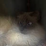 cat, kitten, fluffy, fur, long_hair, blue_eyes, wide_eyes, curious, face, whiskers, nose, indoors, blanket, bed, sleeping_area, close_up, dim_lighting, low_quality, blurry, pet