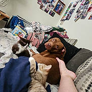 Riddick joined the competition — help win amazing prizes! dog, kitten, cat, couch, blanket, foot, backpack, photo_wall, indoor, cozy, pet, animal, furniture, home, relaxed, playful, brown_dog, tabby_cat, black_and_white_cat, person_leg