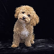 Bronco joined the competition — help win amazing prizes! dog, curly_fur, brown, white_patch, pet, animal, sitting, black_background, plush_surface, cute, head_tilt, portrait, indoor, fur, canine, companion, fluffy, adorable, curious, studio_photo