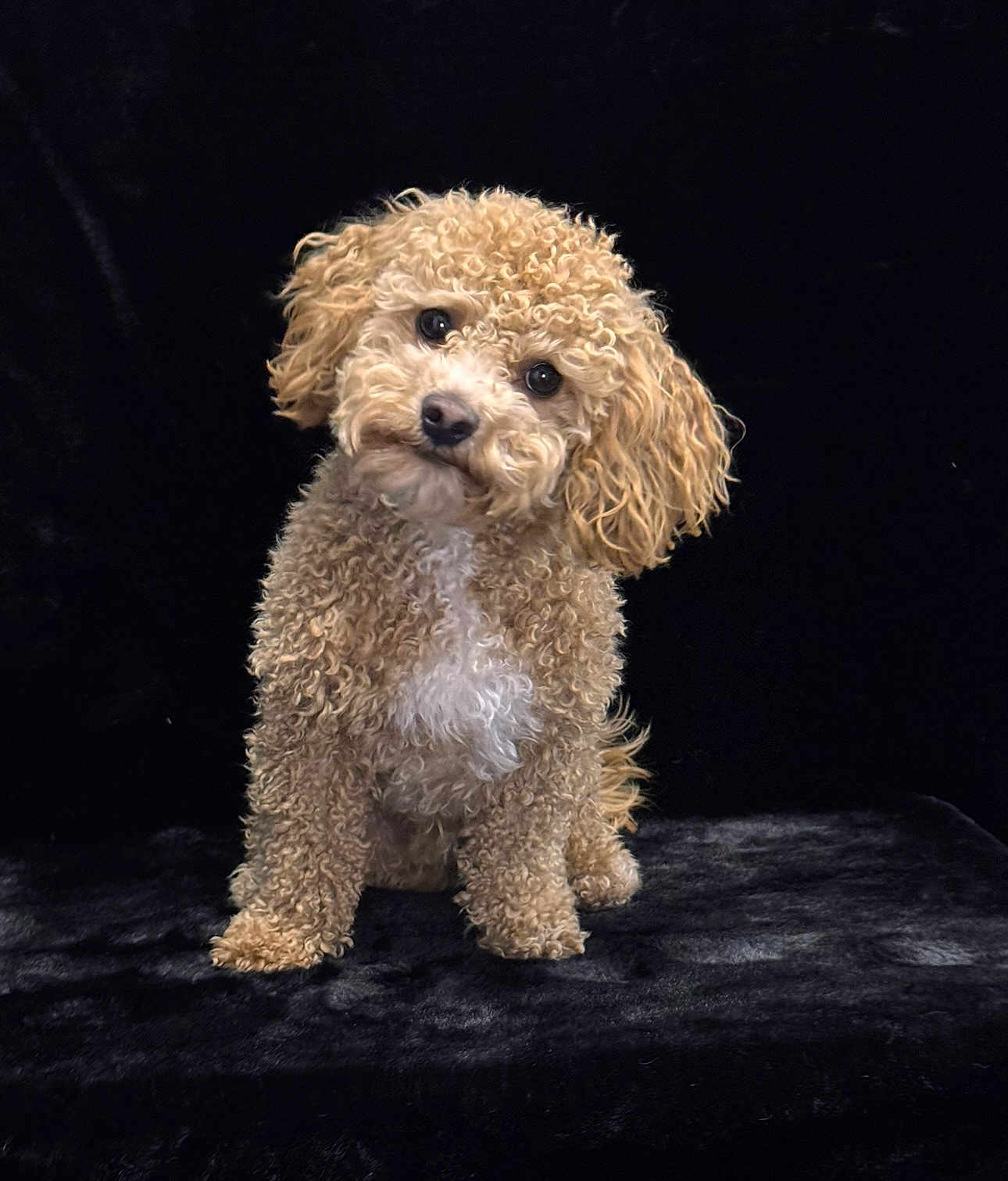 Bronco joined the competition — help win amazing prizes! dog, curly_fur, brown, white_patch, pet, animal, sitting, black_background, plush_surface, cute, head_tilt, portrait, indoor, fur, canine, companion, fluffy, adorable, curious, studio_photo