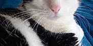 Pitchoune participe au concours pour gagner de l'argent avec cette photo : cat, black_and_white, pet, feline, animal, green_eyes, whiskers, fur, close_up, indoor, blanket, resting, cute, portrait, looking_at_camera, soft_texture, relaxed, domestic_animal, ears, nose