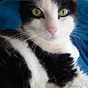 Pitchoune participe au concours pour gagner de l'argent avec cette photo : cat, black_and_white, pet, feline, animal, green_eyes, whiskers, fur, close_up, indoor, blanket, resting, cute, portrait, looking_at_camera, soft_texture, relaxed, domestic_animal, ears, nose