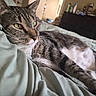 Spazzy is registered to the contest to win money with this photo: animal, bed, cat, close_up, comfort, cozy, domestic_animal, feline, fur, green_eyes, household, indoor, pet, relaxation, resting, room, sleepy, soft_fabric, tabby_cat, whiskers
