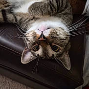 Spazzy is registered to the contest to win money with this photo: cat, tabby, upside_down, whiskers, fur, pet, domestic_animal, indoor, leather, couch, relaxed, curious, closeup, mammal, animal, feline, cute, resting, eyes, nose
