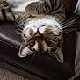 cat, tabby, upside_down, whiskers, fur, pet, domestic_animal, indoor, leather, couch, relaxed, curious, closeup, mammal, animal, feline, cute, resting, eyes, nose