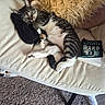 Spazzy is registered to the contest to win money with this photo: animal, book, carpet, cat, comfortable, couch, cozy, domestic, feline, fluffy_pillow, fur, home, indoor, pet, pillow, relaxing, resting, sleeping, sock, tabby_cat