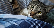 Spazzy is registered to the contest to win money with this photo: animal, bed, blanket, cat, comfort, cozy, curious, cute, fur, indoor, paw, pet, plaid, relaxed, resting, sleepy, soft, striped, tabby, whiskers
