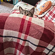 Spazzy is registered to the contest to win money with this photo: blanket, carpet, cat, couch, cozy, curious, eyes, furniture, home, indoor, living_room, orange_pillow, pattern, peeking, pet, plaid, plush_pillow, relaxed, soft_fabric, tabby