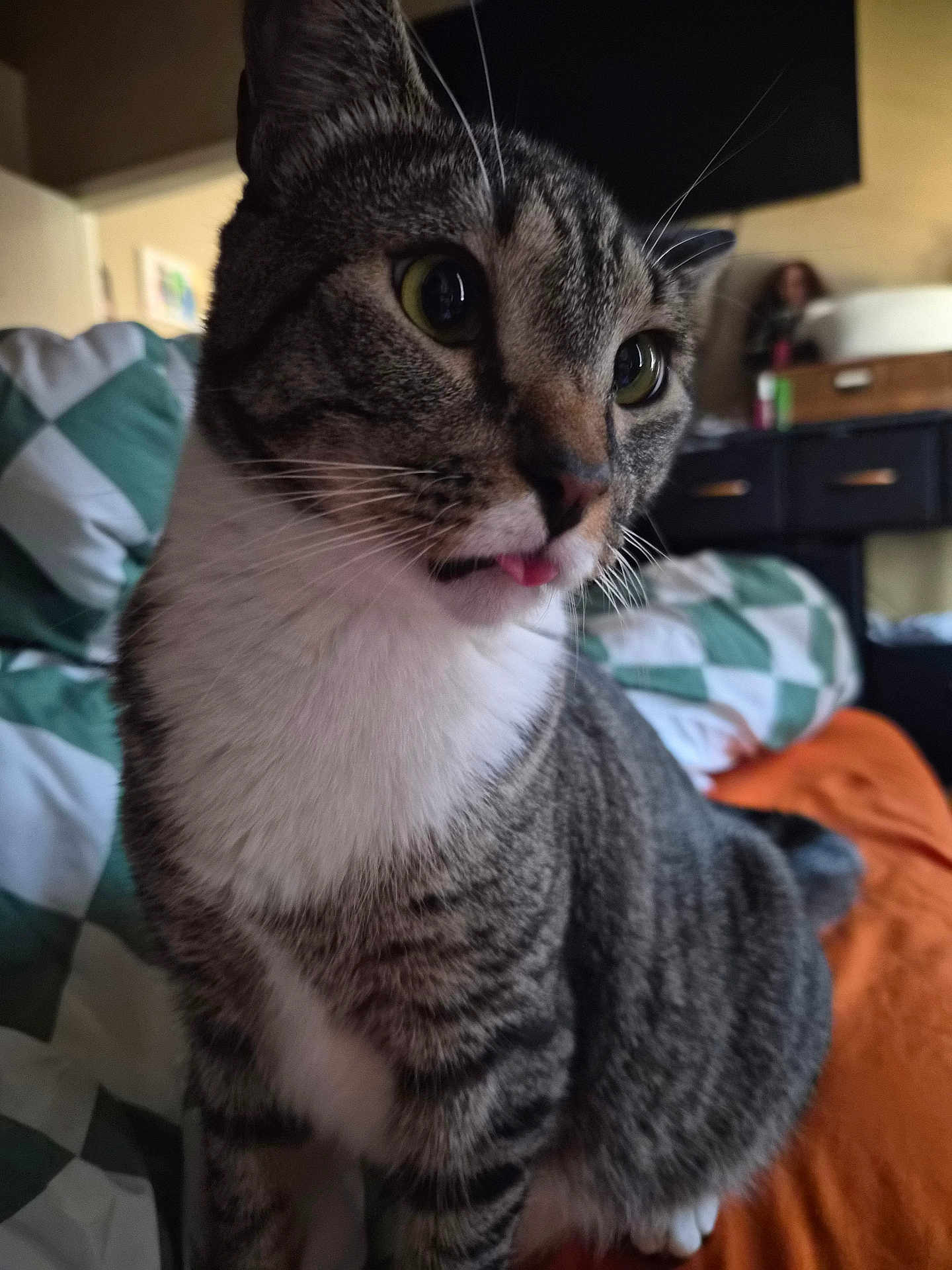 Spazzy joined the competition — help win amazing prizes! cat, tabby, pet, indoor, fur, whiskers, tongue, closeup, curious, animal, mammal, cute, domestic, feline, striped, white_chest, bed, blanket, furniture, cozy