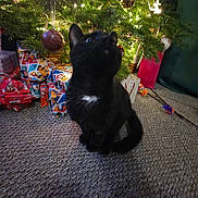 Barry is registered to the contest to win money with this photo: animal, black_cat, carpet, cat, celebration, christmas_tree, cozy, curious, decorations, feline, festive, holiday, indoor, looking_up, ornaments, pet, presents, tree_lights, white_patch, wrapped_gifts