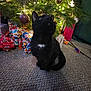 animal, black_cat, carpet, cat, celebration, christmas_tree, cozy, curious, decorations, feline, festive, holiday, indoor, looking_up, ornaments, pet, presents, tree_lights, white_patch, wrapped_gifts