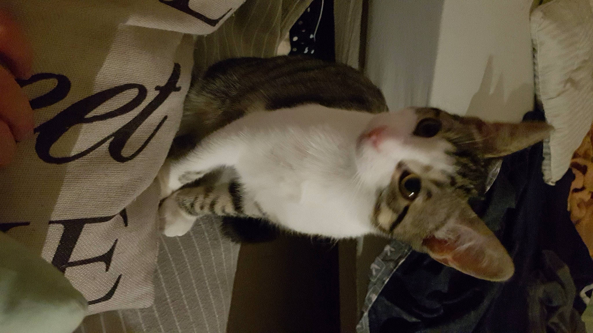 Saphir participe au concours pour gagner de l'argent avec cette photo : canidae, carnivore, cat, dog_breed, domestic_short_haired_cat, ear, fang, felidae, fur, grey, jaw, mammal, paw, small_to_medium_sized_cats, snout, tail, whiskers