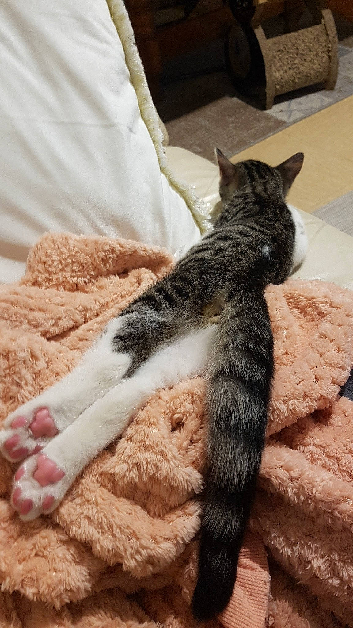 Saphir participe au concours pour gagner de l'argent avec cette photo : canidae, carnivore, cat, claw, comfort, dog_breed, domestic_short_haired_cat, felidae, flooring, fur, human_leg, linens, mammal, nap, paw, small_to_medium_sized_cats, snout, tail, terrestrial_animal, whiskers