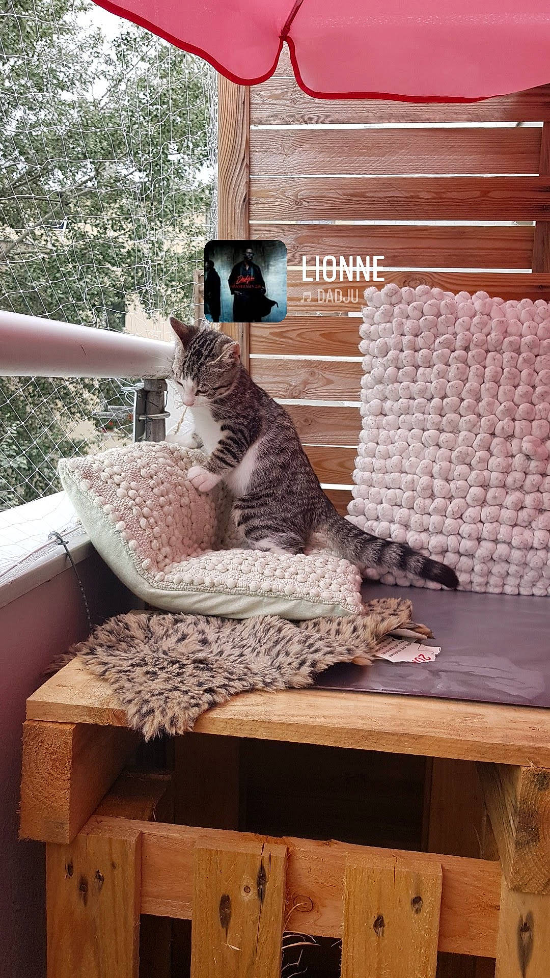 Saphir a rejoint le concours — aidez-le/la à gagner de superbes lots ! carnivore, cat, comfort, couch, fawn, felidae, furniture, hardwood, interior_design, living_room, mammal, outdoor_furniture, plant, small_to_medium_sized_cats, studio_couch, table, tail, tree, window, wood
